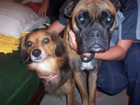 mes chiens que jador